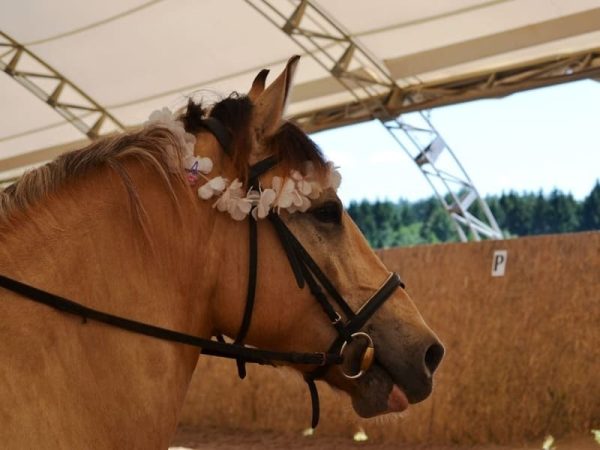 Equestrian arenas